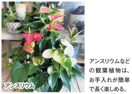 敬老の日は、お花で気持ちを伝えよう。